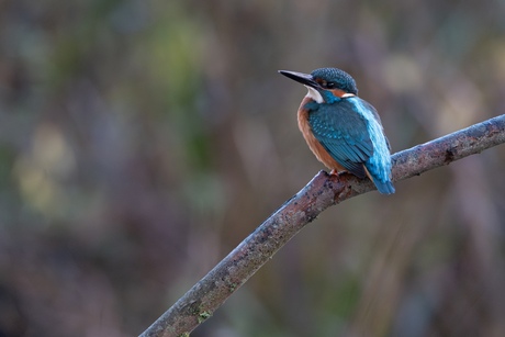 IJsvogel