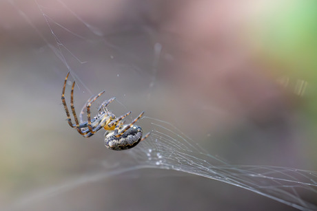 Spin bouwt web in de zonnestralen
