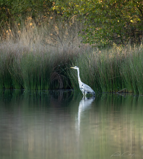 Blauwe reiger