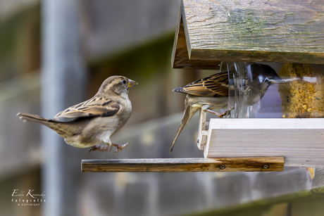 Ze staat te springen voor haar beurt aan de pindakaas!