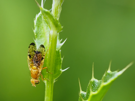 Akkerdistelboorvlieg