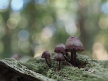 Grote bloedsteelmycena