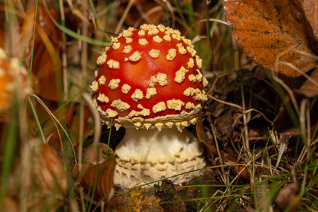 Paddenstoelen