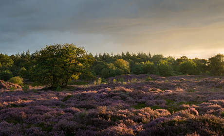 Zonsopkomst Bakkeveense Duinen