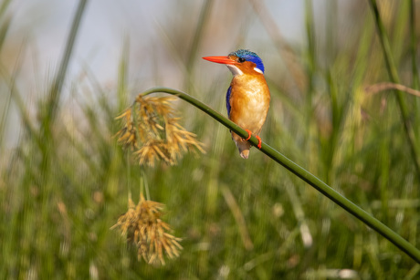 Malachietijsvogel