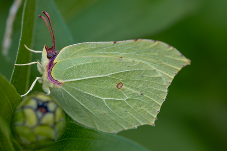 Citroenvlinder