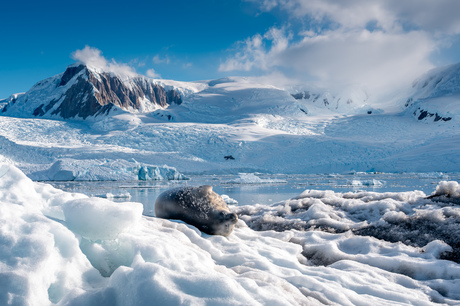 Antarctica, zeehond