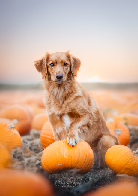 halloween is op komst