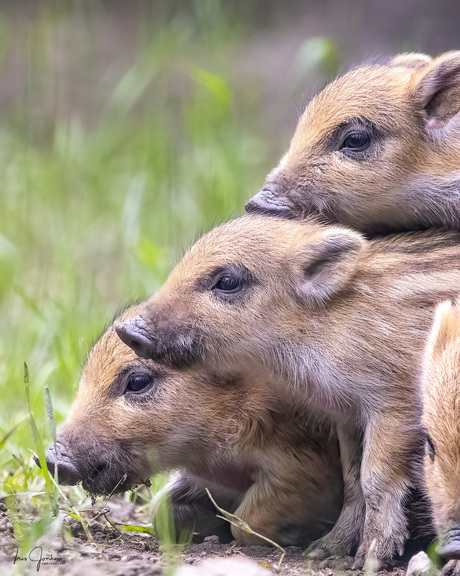 Frislings van het wilde zwijn
