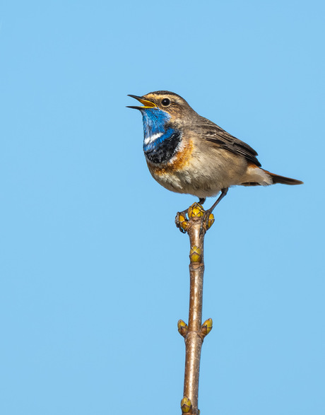 Blauwborst 
