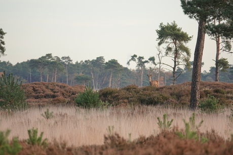 De koning van het heuveltje