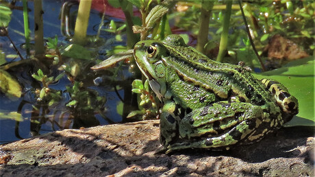 Groene kikker.