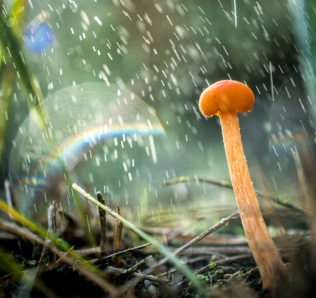 Oranje dwergmycena