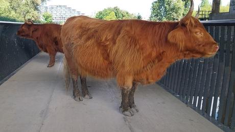 Schotse hooglanders op het eiland van Brienenoord. 