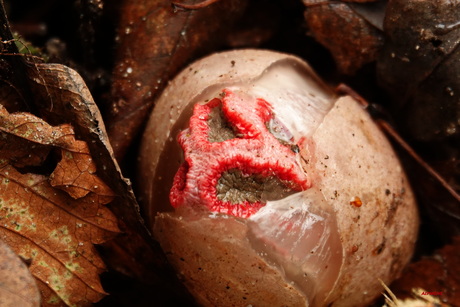 Duivelsei inktviszwam