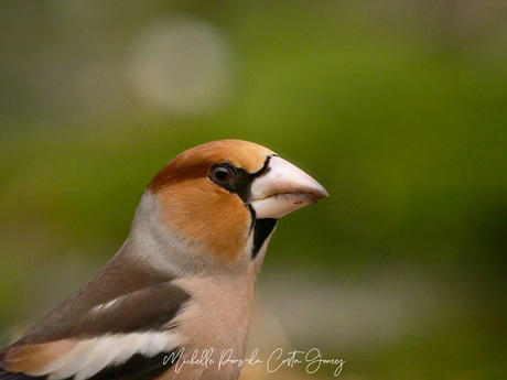 Appelvink - te dichtbij om uit te zoomen