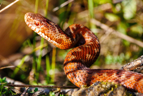 Adder