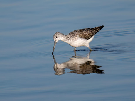 Groenpootruiter-Common Greenshank (Tringa nebularia)