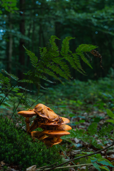 paddenstoelen