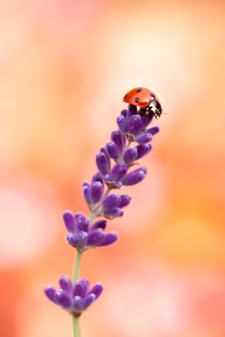 Zomers lieveheersbeestje