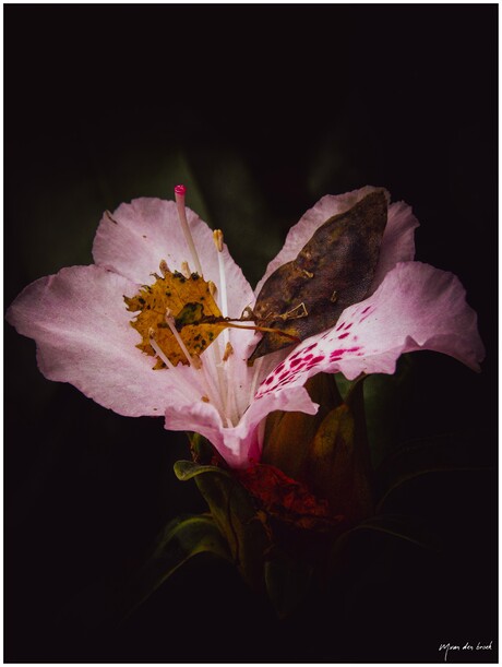 Rododendrons in de herfst