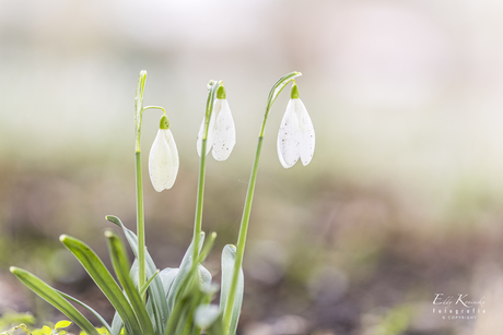 Sneeuwklokje 2 