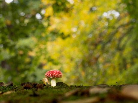 Op een rode paddenstoel zat …………………..