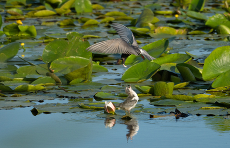 Zwarte stern voert jong