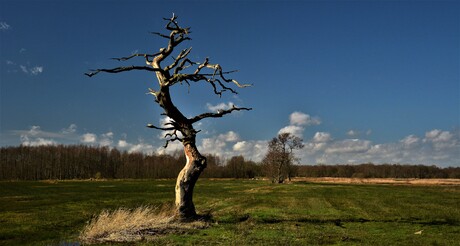 Oude boom bij Gasteren.