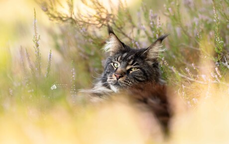 Maine Coon Grimmdal