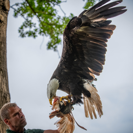 Amerikaanse zee arend