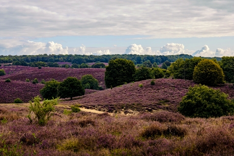 Heide in bloei