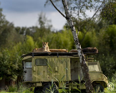 Op safari