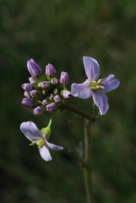 Van Knop tot Bloem