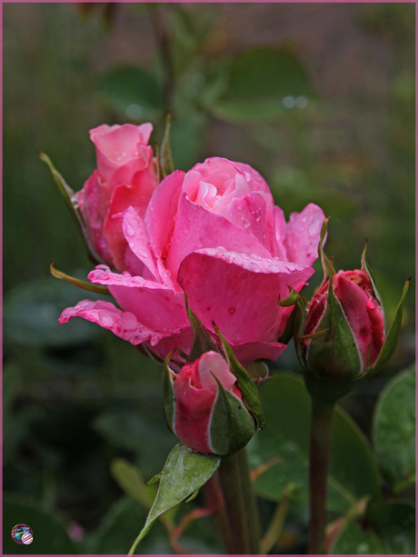 Na een verfrissend buitje …