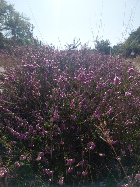 De heide bloeit weer. In de duinen van Solleveld. 