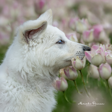 Zwiterse witte herder