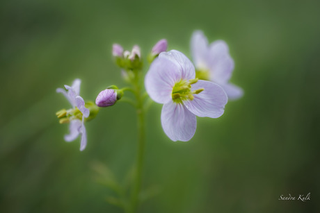 Pinksterbloem