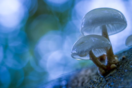  Dans van de Porseleinzwammen in het Blauwe Licht