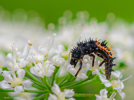 Larve Aziatisch Lieveheersbeestje