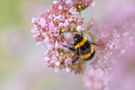 Hommel