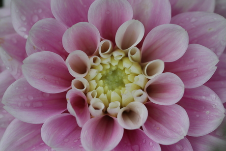 Dahlia