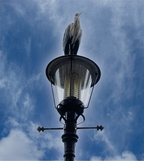 reiger op lantaarnpaal