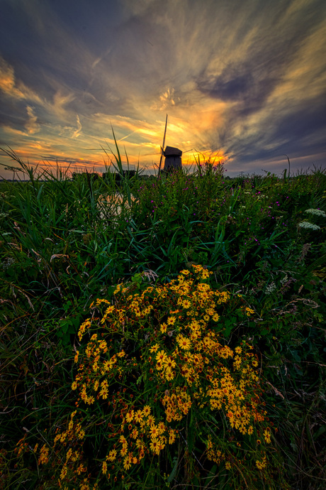 Bloemen in de polder