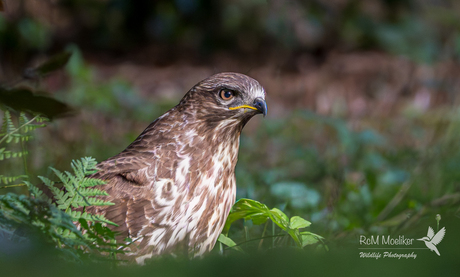 De buizerd.