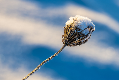 Zaadknop onder de sneeuw en rijm