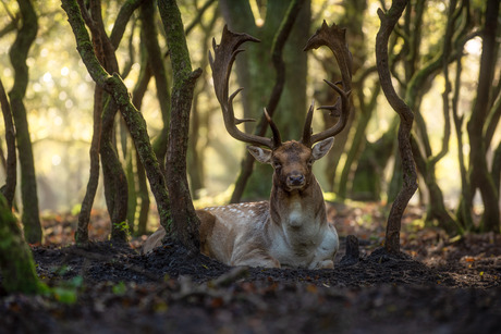 Forest deer