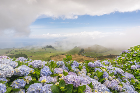 Hortensias op de Azoren