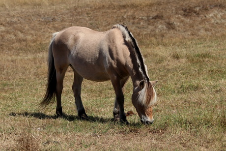 Het paard