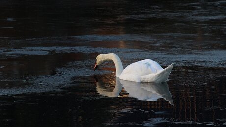 Miroir & élégance.